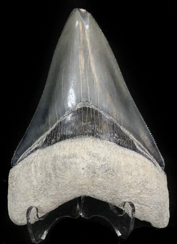 Serrated Megalodon Tooth - Venice, Florida #42298
